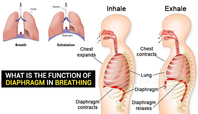 Breathing – Pregnancy and Postpartum PT